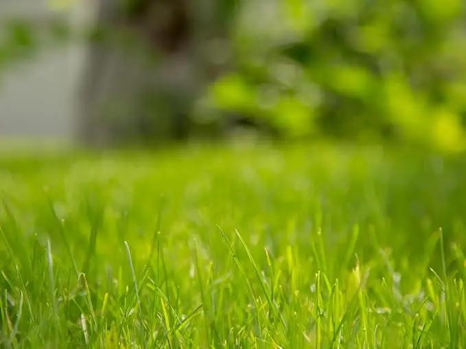 Brownie Brand Majestic Hulled Bermudagrass Seed | Premium Turf Grass for Dense, Drought-Resistant Lawns | Fast-Growing, Heat-Tolerant, Certified Seed for High-Traffic Areas. (5 Pound) by GreenHaven Gardens