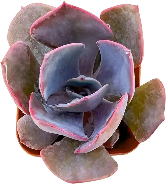 Live Succulent Echeveria 'Dusty Rose', Approx 2-inch Large, Potted Succulents, Fully Rooted, Easy Care House Plants by GreenHaven Gardens