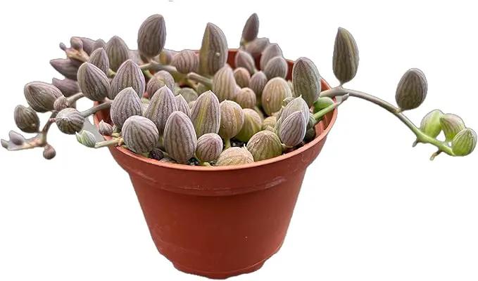 Live Succulents 'String of Watermelons' (4-inch), Succulent Plants Fully Rooted in Pots with Soil, Easy-Care House Plant for DIY, Home Office Decor, Wedding Party Favor by GreenHaven Gardens