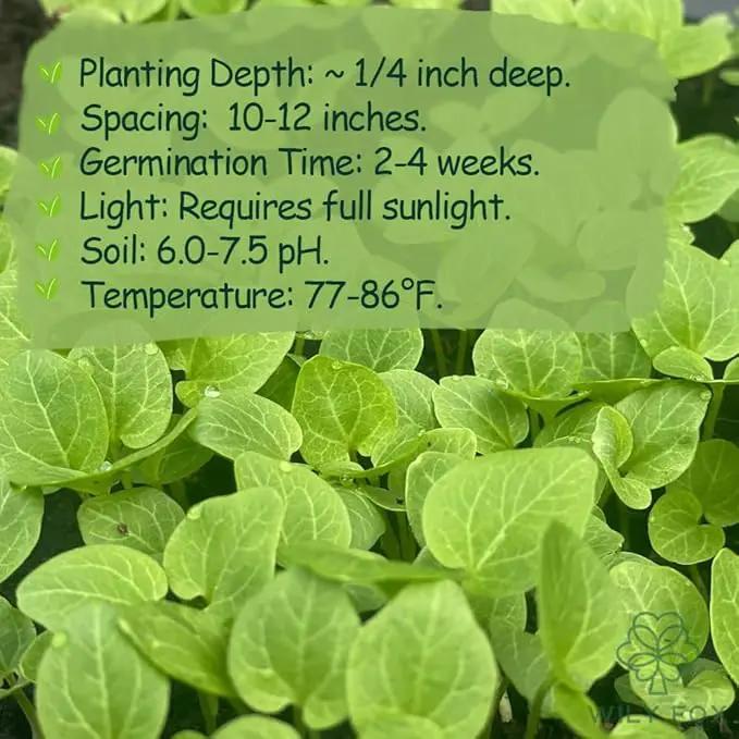 Premium Rare Hollyhock Seeds – 400+ Queeny Dwarf Hollyhock Flower Seeds – Non-GMO, Heirloom Perennial – Showy Blooms for Outdoor Planting (Queeny Hollyhock) by GreenHaven Gardens