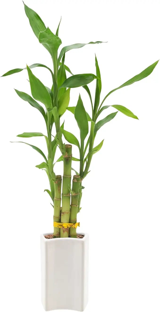 5-Stem Lucky Bamboo, Live Indoor Plant in Contour II Ceramic Planter for Home, Work, or Gift, White ***Cannot Ship to Hawaii*** by GreenHaven Gardens