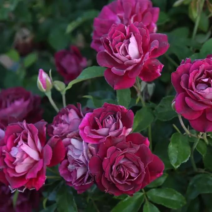 Heirloom Roses Rose Plant - Burgundy Iceberg™ Purple Rose Bush, Shrub Live Plant for Planting Outdoors by GreenHaven Gardens