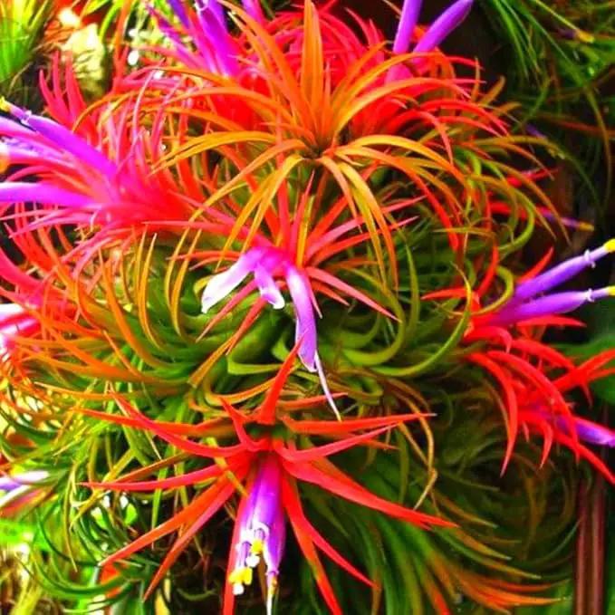 12 Air Plants, Tillandsia Air Plants Live Houseplants for Garden, Red Lonantha Tillandsia Plant by GreenHaven Gardens