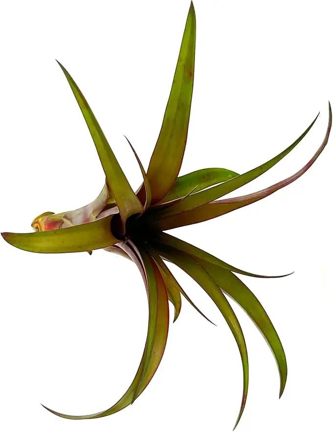 Air Plants - Tillandsia Red Capitata, Large 5-7” - 2 ct - Live Arrival Guaranteed - House Plants for Home Decor & Gift by GreenHaven Gardens