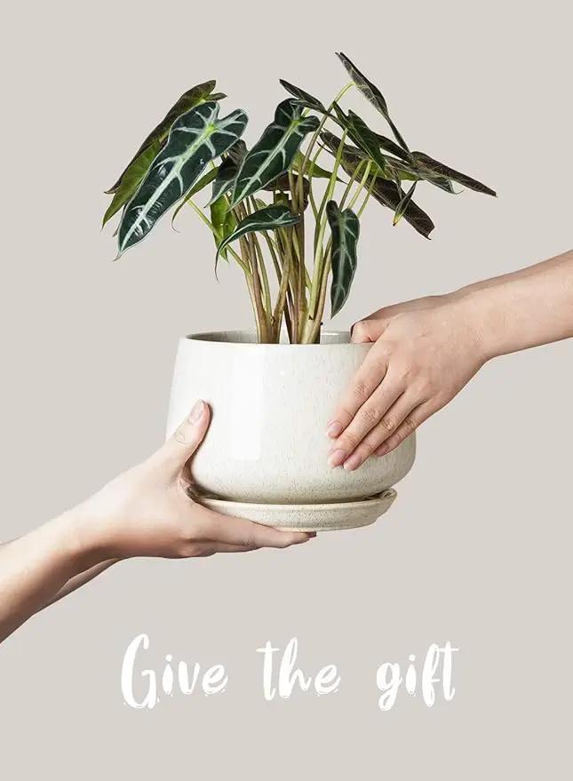 LE TAUCI Plant Pots, 4.1+5.1+6.5 inch, Set of 3, Ceramic Planters with Drainage Hole and Saucer, Indoor Flower Pot with Hole Mesh Pad, Gifts for Mom, Reactive Glaze Beige by GreenHaven Gardens