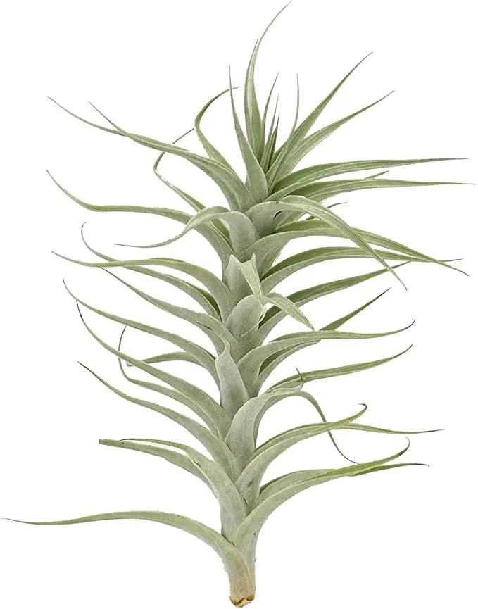 Live Air Plants - Tillandsia Albida 7-12" - 1ct – ragnaroc Live Indoor Plant - Live Arrival Guaranteed - House Plants for Home Decor & Gift by GreenHaven Gardens