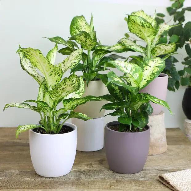 Premium DIEFFENBACHIA Potting Soil Mix - Ideal for Growing Robust and Healthy Dieffenbachia - 10 Quart by GreenHaven Gardens