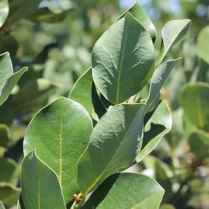 Mediterranean Bay Leaf, Bay Laurel Live Plant. Saratoga Variety - Laurus Nobilis. Live Plant. Fragrant, Fresh, Edible. Best for Pot Planting and Indoor. Mild Flavor. (2 Saratoga Plants in Sac) by GreenHaven Gardens