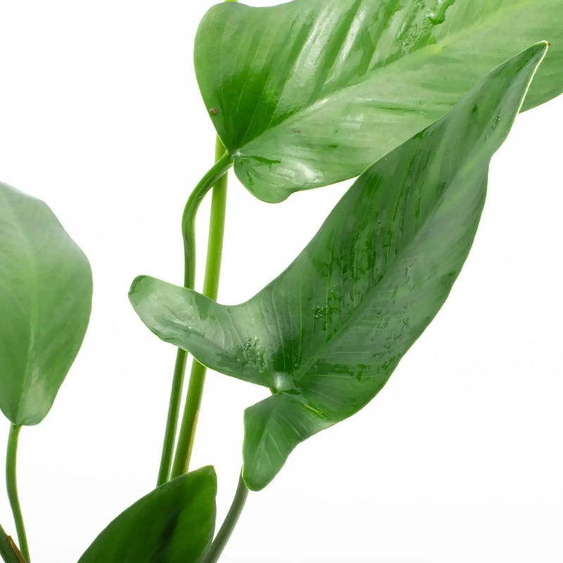 Anubias Live Aquarium Plants - Potted Freshwater Plant for Fish Tanks, Terrariums - Beginner Friendly Low Light (Hastifolia, 1 Pot) by GreenHaven Gardens