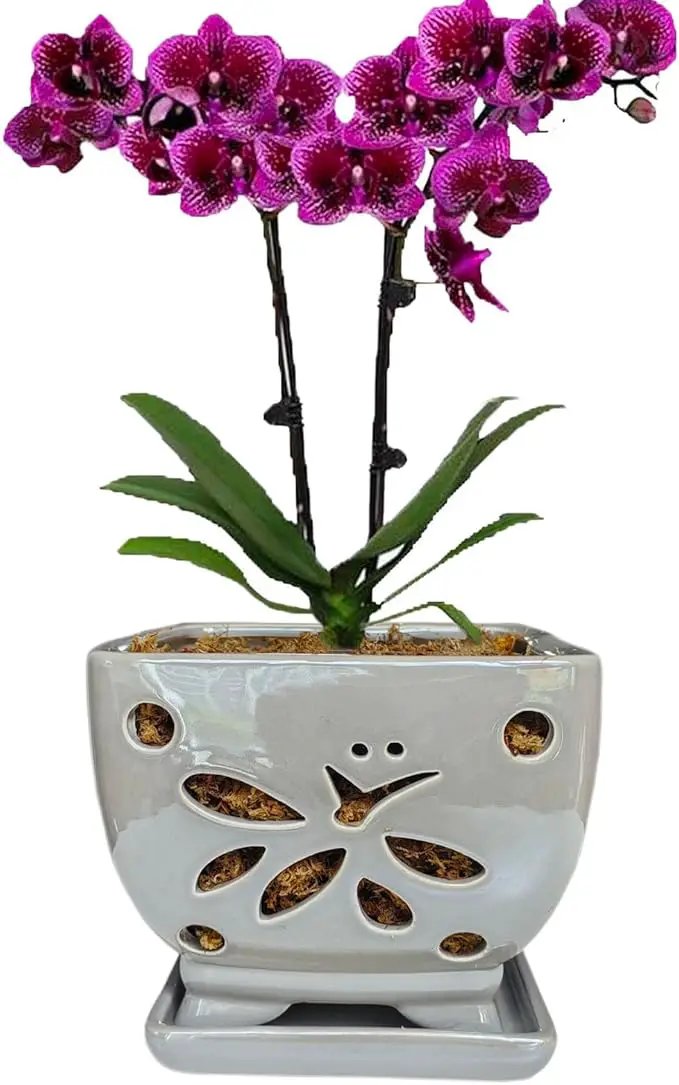Orchid Pots with Holes Square Ceramic Orchid Planter Pots 5.5 inch (Gray) by GreenHaven Gardens