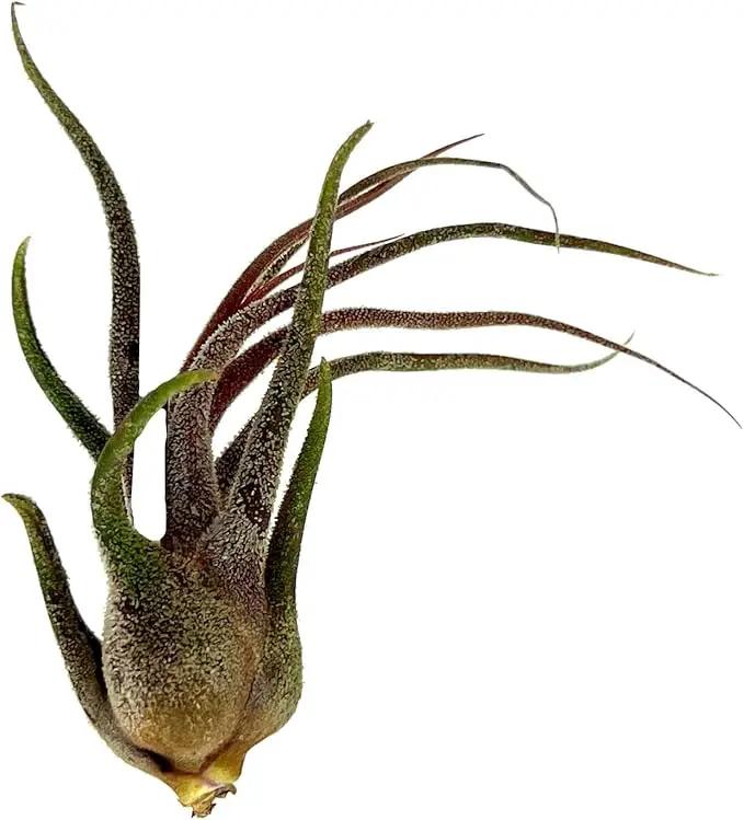 Air Plants - Tillandsia Pruinosa, Large 3-5" - 5ct - Live Arrival Guaranteed - House Plants for Home Decor & Gift by GreenHaven Gardens