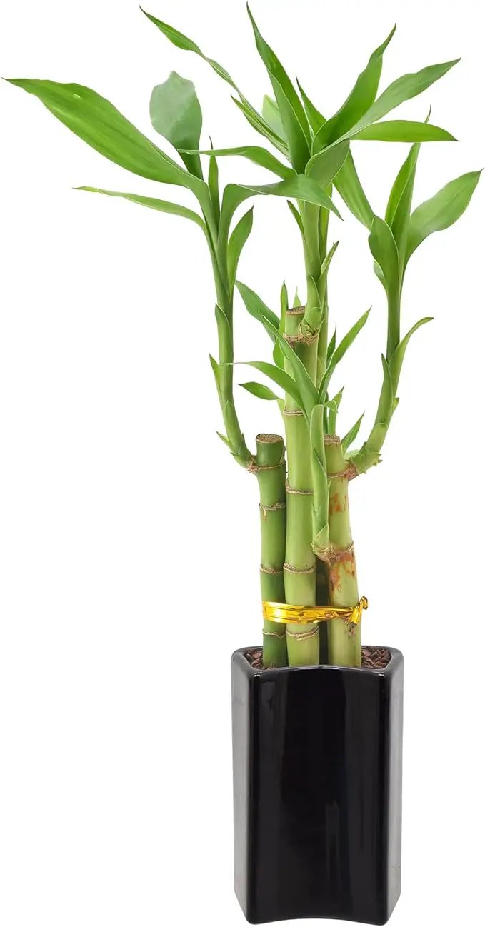 Arcadia Garden Products 5-Stem Lucky Bamboo, Live Indoor Plant in Contour II Ceramic Planter for Home, Work, or Gift, Black ***Cannot Ship to Hawaii*** by GreenHaven Gardens