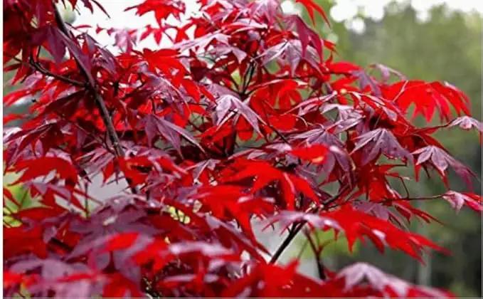 Red Japanese Maple Trees 2-Pack – Live Plants, 2-3 Ft Tall, Stunning Foliage by GreenHaven Gardens