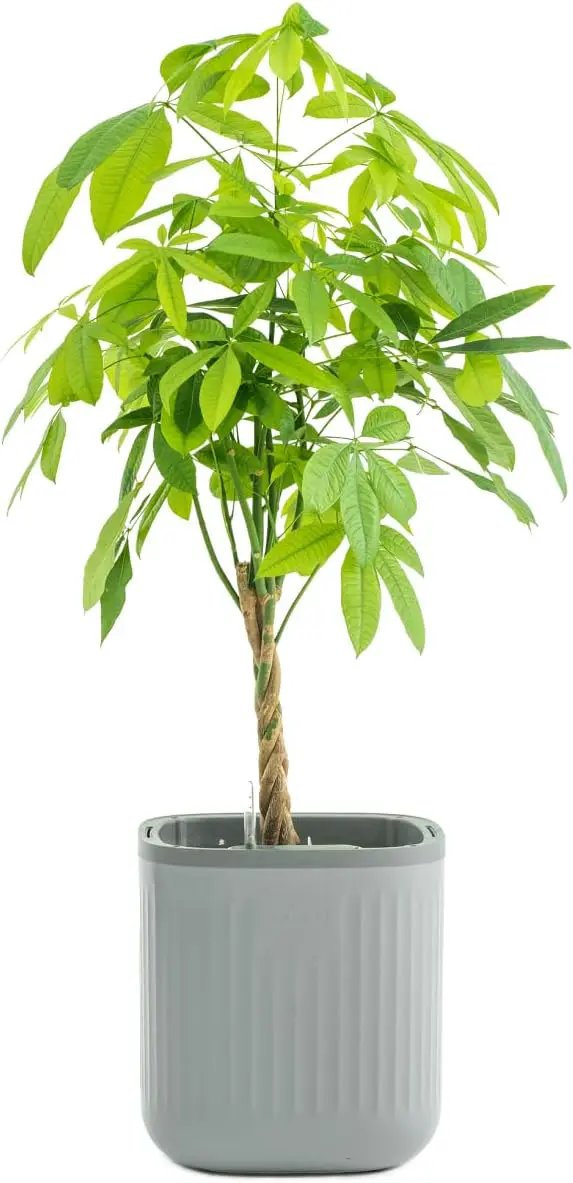 Vego garden Self Watering Pots Home Planters with Water Gauge for Effortless Indoor Plants Fog Gray by GreenHaven Gardens