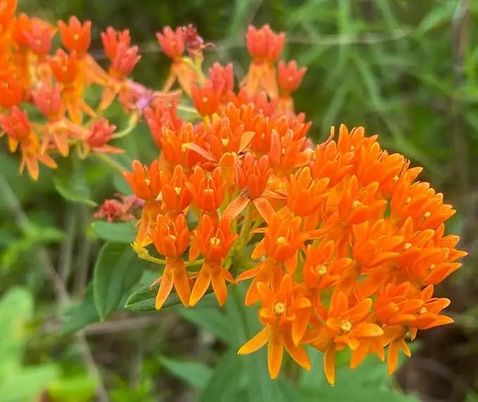 32 Live Butterfly Milkweed Plants (Asclepias tuberosa) Perennial Wildflowers from My Home Park – Individually Potted in 4” Pots – 4–8” Tall on Arrival – Not Seeds – Blooms in Mid-Summer – Zones 4-8 by GreenHaven Gardens