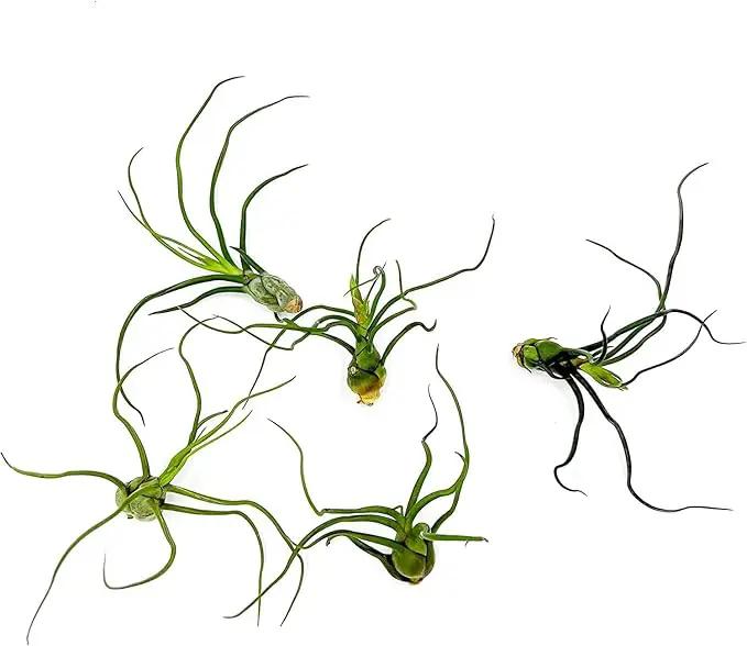Air Plants - Flowering Tillandsia Bulbosa Guatemala, Large 3-5" - 5ct - Live Arrival Guaranteed - House Plants for Home Decor & Gift by GreenHaven Gardens