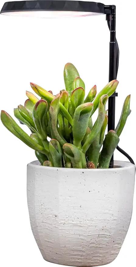 AeroGarden Stem Grow Light for Indoor Plants, Grow Live Plants Anywhere in The Home, Adjustable Light Modes, Black (Only Light) by GreenHaven Gardens