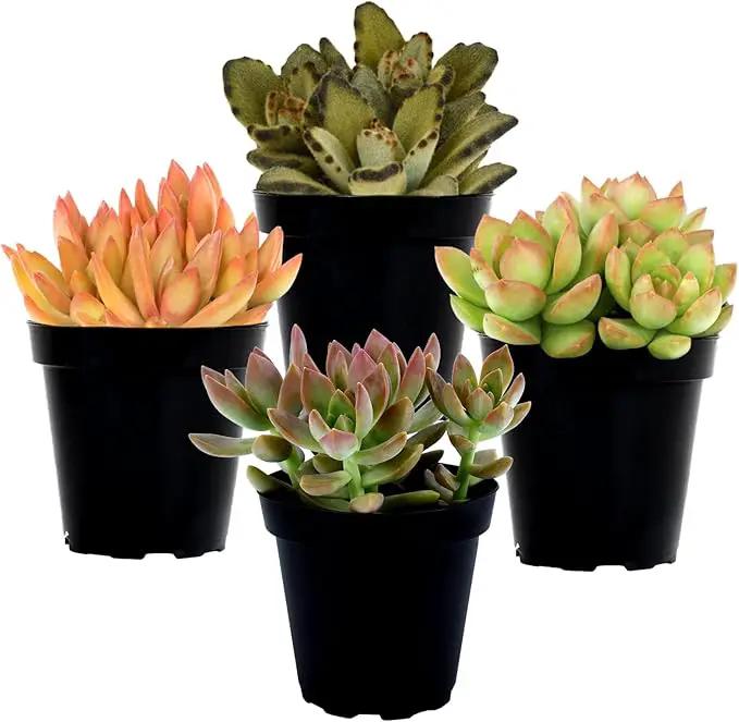 Altman Plants Desert Fire Live Succulents 4-Pack, Mini Plants Succulent Mix, Live Plants, Mini Succulents, House Plants, Live Succulent Plants, Outdoor & Indoor Plants for Event, Wedding, Kid Crafts by GreenHaven Gardens