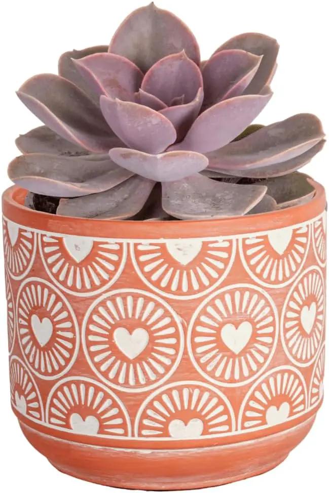 Costa Farms Live Succulent Plant, Easy to Grow Echeveria, Potted Houseplant in Decor Plant Pot, Everyday Gift for Mom, For Wife, From Daughter, Son, Room or Home Decor, 6-Inches Tall by GreenHaven Gardens