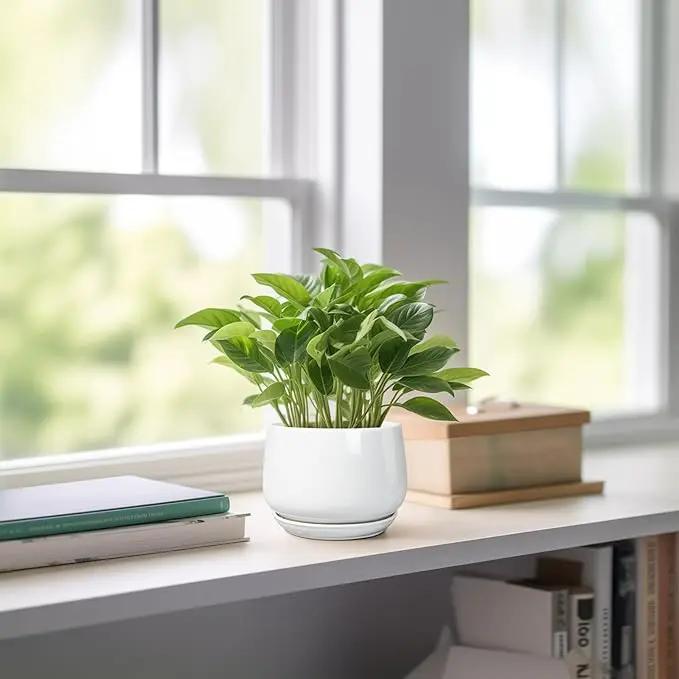 G EPGardening Ceramic Plants Pots - 4 inch Succulent Pots for Indoor Outdoor, Small Planter with Drainage Hole & Saucer, Round Planter, Modern Flower Pot, Office Decor, Plant Lovers Gifts, White by GreenHaven Gardens