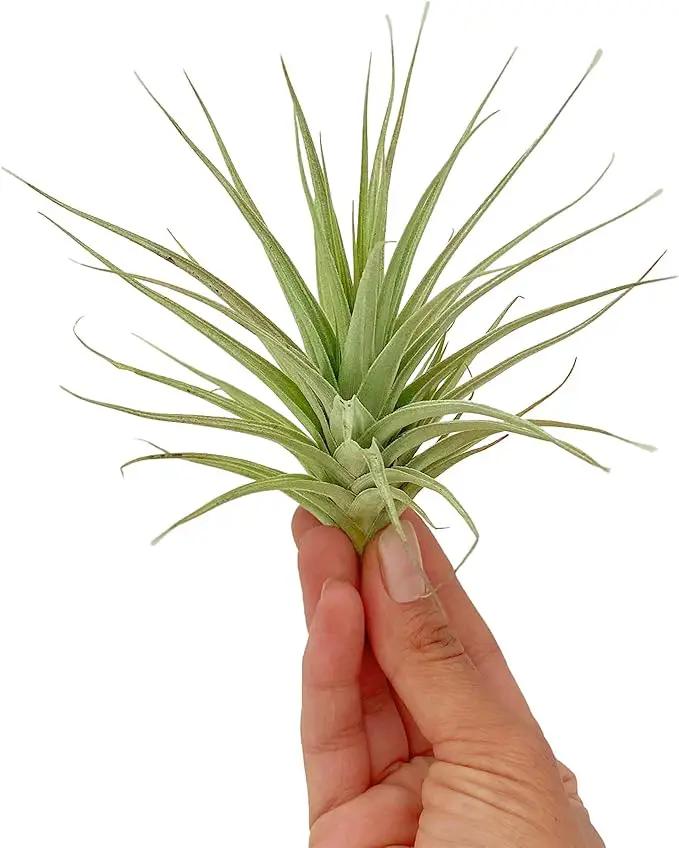 Air Plants - Flowering Tillandsia Lilla Lilac, Large 5" - 3ct - Live Arrival Guaranteed - House Plants for Home Decor & Gift by GreenHaven Gardens