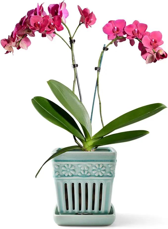 Orchid Pots with Holes | 5" Ceramic Orchid Planter with Separate Saucer and Drainage Holes | Crackle Glazed Pottery Small Flower Pot for Repotting Orchids（Blue） by GreenHaven Gardens