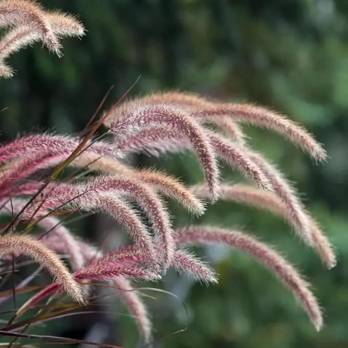 Pack 3 Fountain Grass Plants Live, 5-9 Inch Tall, Ornamental Grasses Live Plants Perennial, Well-Rooted Perennial Grass Clumps (Purple Fountain Grass) by GreenHaven Gardens