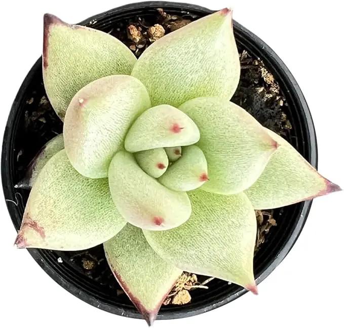 2" Rare Succulent Echeveria 'A.Ebony', Live Succulents Plants Fully Rooted in Grower Pots, Unique Gift for Wedding Favor, Party Favor by GreenHaven Gardens