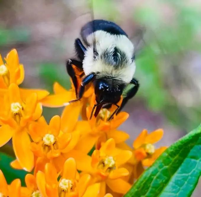 3 Live Butterfly Milkweed Plants (Asclepias tuberosa) Perennial Wildflowers from My Home Park – Individually Potted in 4” Pots – 4–8” Tall on Arrival – Not Seeds – Blooms in Mid-Summer – Zones 4-8 by GreenHaven Gardens
