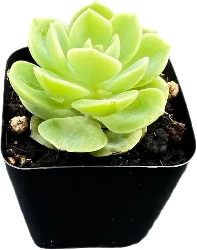 2" Rare Succulent Echeveria 'Honey Melon', Live Succulents Plants Fully Rooted in Grower Pots, for Wedding Favor, Party Favor by GreenHaven Gardens