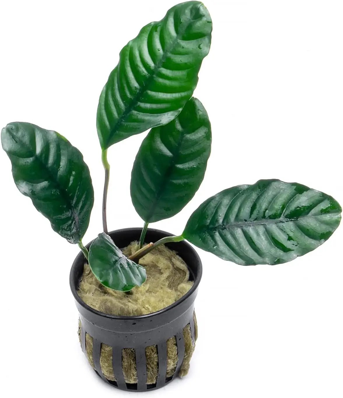 Anubias Live Aquarium Plants - Potted Freshwater Plant for Fish Tanks, Terrariums - Beginner Friendly Low Light (Barteri Coffeefolia, 5 Pots) by GreenHaven Gardens