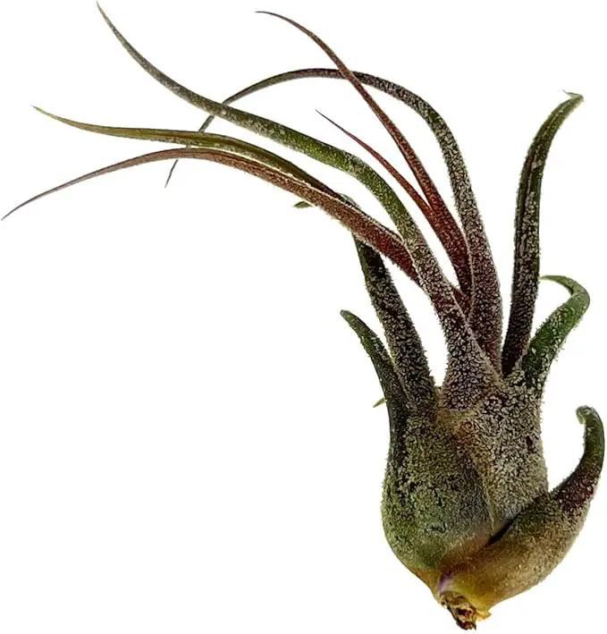 Air Plants - Tillandsia Pruinosa, Large 3-5" - 3ct - Live Arrival Guaranteed - House Plants for Home Decor & Gift by GreenHaven Gardens