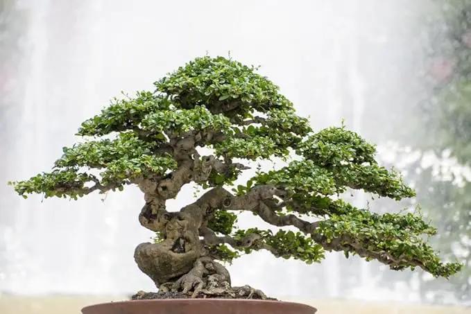 Pro Bonsai Soil Premium Potting Mix Ingredients for Thriving Bonsai Growth and Resilience - 5 Quart by GreenHaven Gardens