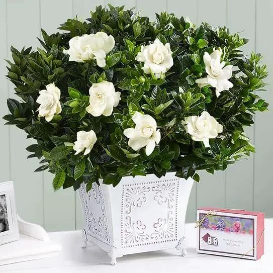 Gardenia Veitchii - Everblooming - Gardenia Jasminoides. Fragrant Evergreen Shrub with Glossy Foliage and Pure White Blooms, Perfect for Pots, Borders, or Gardens (2 Gardenia Veitchii Plants in Cup) by GreenHaven Gardens