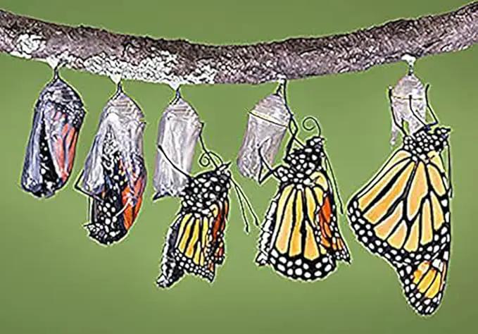 Blood Flower Milkweed Seeds - Food and Host Plant for Monarch Butterflies… by GreenHaven Gardens