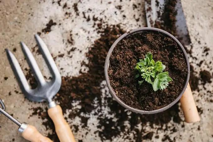 Premium Celery Potting Soil Mix - Optimal Nutrient-Rich Blend for Thriving and Crisp Celery Plants - 1 Quart by GreenHaven Gardens