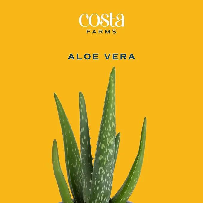 Costa Farms Aloe Vera, Easy to Grow Live Succulent Plant, Indoor Houseplant in Décor Plant Pot, Housewarming, Birthday Gift, Room or Home Decor, 10-12 Inches Tall by GreenHaven Gardens