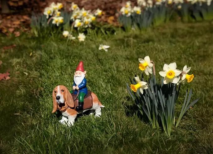 Funny Guy Mugs Gnome Riding A Basset Hound - Funny Garden Gnomes Gifts for Women - Garden Gnomes for Outdoors - Gifts for Dog Lovers - Indoor/Outdoor Garden Gnome Sculpture for Patio, Yard or Lawn by GreenHaven Gardens