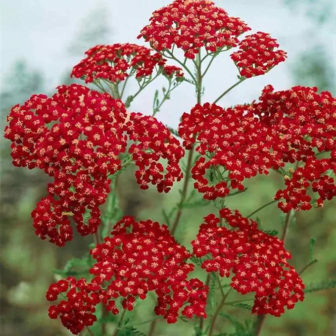 Outsidepride Cerise Queen Yarrow Seeds – 10000 Pcs. Perennial, Versatile, Clump-Forming, & Drought Tolerant Flower Seeds for Planting Fragrant & Vibrant Blooms, Ideal for Pollinator Gardens by GreenHaven Gardens