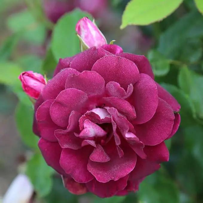 Heirloom Roses Rose Plant - Burgundy Iceberg™ Purple Rose Bush, Shrub Live Plant for Planting Outdoors by GreenHaven Gardens