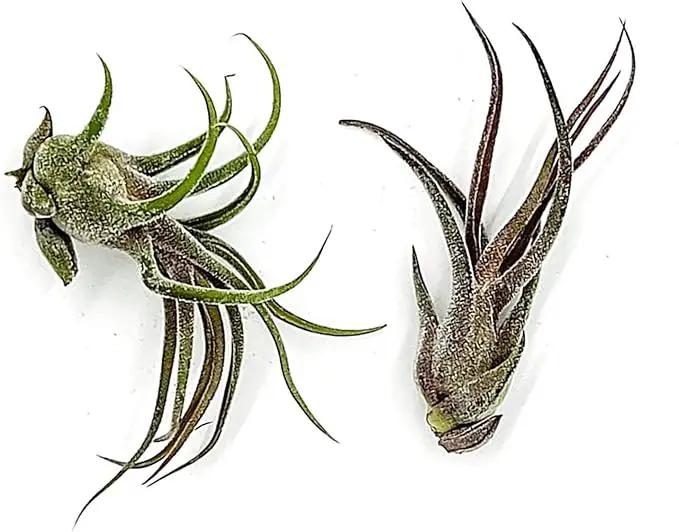 Air Plants - Tillandsia Pruinosa, Large 3-5" - 2ct - Live Arrival Guaranteed - House Plants for Home Decor & Gift by GreenHaven Gardens
