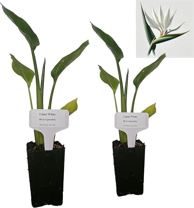 Bird of Paradise - White - Strelitzia Nicholai. (2 White BoP in Cup) by GreenHaven Gardens