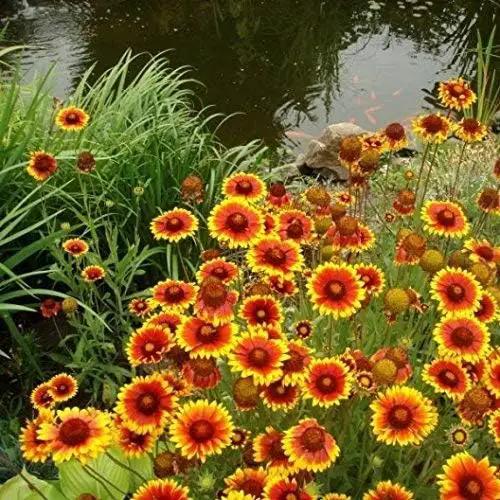 Non GMO Bulk Annual Gaillardia Blanket Flower Seed -Gaillardia pulchella (5 Lbs) by GreenHaven Gardens