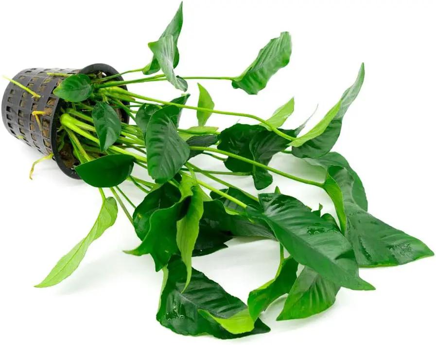 Anubias Live Aquarium Plants - Potted Freshwater Plant for Fish Tanks, Terrariums - Beginner Friendly Low Light (Barteri Striped, Mother Plant) by GreenHaven Gardens