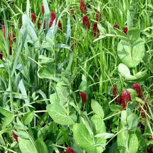 Outsidepride Gardenway Cover Crop Seeds - 10 lbs Nutrient-Rich Seed Mix for Soil Health Improvement & Home Gardens - Mixture of Triticale, Peas, Oats, Vetch, Annual Ryegrass, Crimson Clover by GreenHaven Gardens