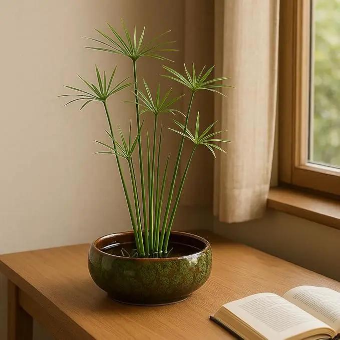 Lotus Bowl Planter, Lotus Bowls for Planting in Water Indoors,6.5-inch Round Succulent Flower Pot with Rotating Bracket, Leak-Proof Design, Suitable for hydroponic Plants, Succulents (Green) by GreenHaven Gardens