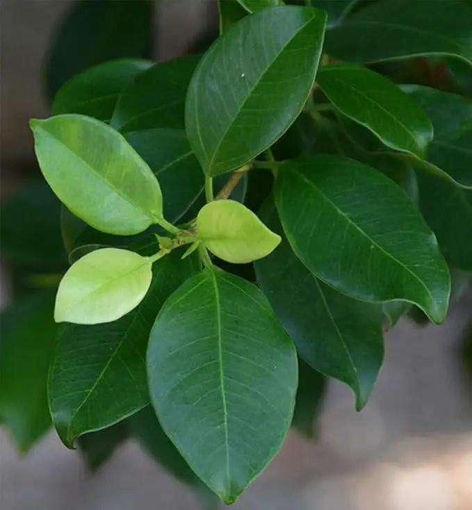 American Plant Exchange Ficus Ginseng Microcarpa – 4-Inch with Pot – Live Easy Care Bonsai Tree, Air Purifying Indoor Plant for Home, Office, or Zen Décor by GreenHaven Gardens
