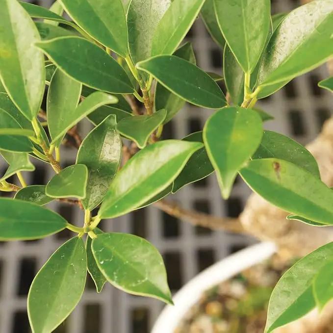 Brussel's Bonsai Live Golden Gate Ficus Indoor Bonsai Tree - Medium, 7 Years, 8 to 16 In - Live Bonsai Tree in Ceramic Bonsai Pot and Humidity Tray by GreenHaven Gardens