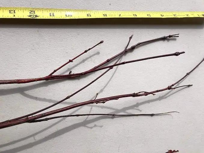 Japanese Red Maple Live Plants Shipped 1-2 Foot Tall by GreenHaven Gardens
