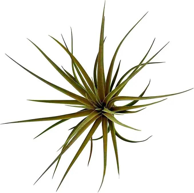 Air Plants - Flowering Tillandsia Stricta Large 5" - 2ct - Live Arrival Guaranteed - House Plants for Home Decor & Gift by GreenHaven Gardens